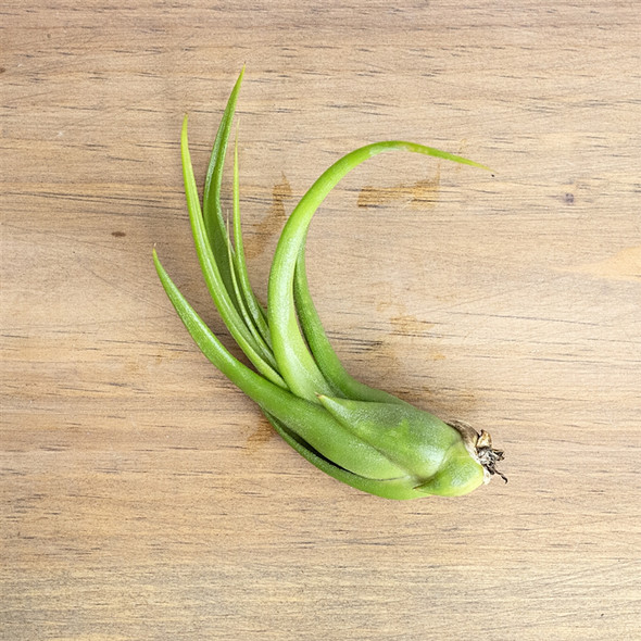 Air Plants Tillandsia Paucifolia