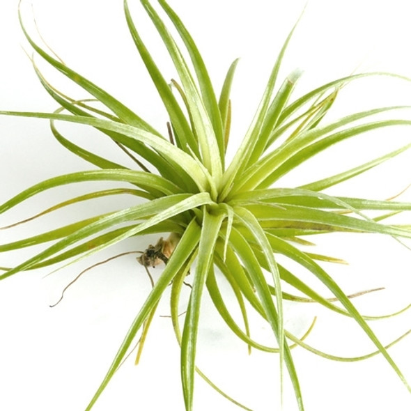 Tillandsia Stricta Hard Leaf Air Plant