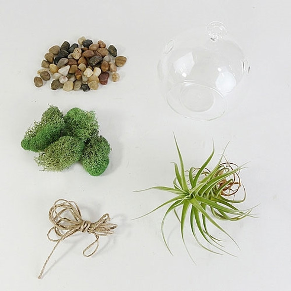 Hanging Air Plant Terrarium Kit