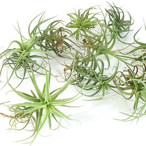 Pack of 10 Air Plants