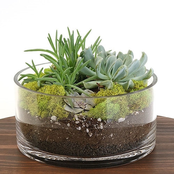 Succulent Dish Terrarium Kit