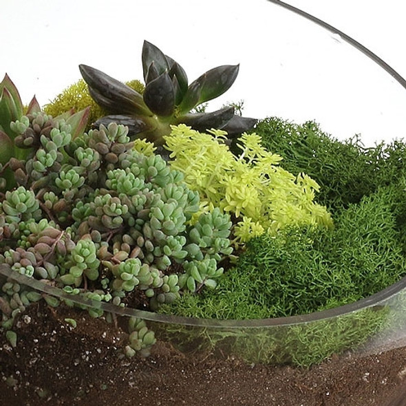 Large Bowl Succulent Kit