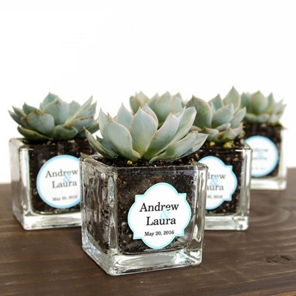 Mini Square Glass Succulent Favor