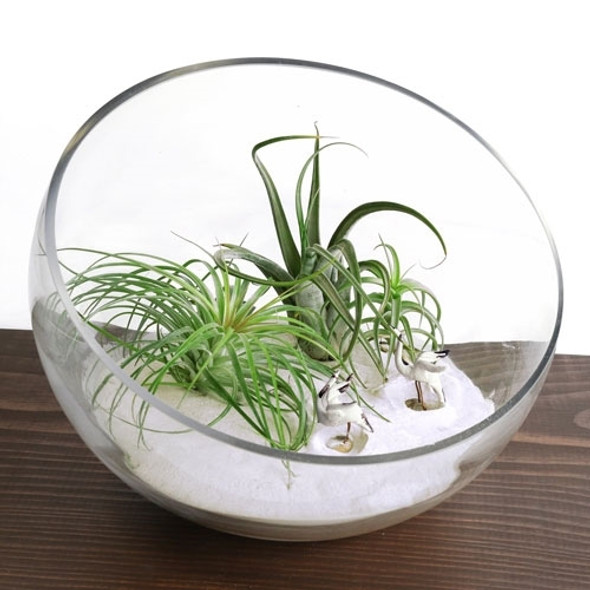 Zen Bowl Terrarium Large