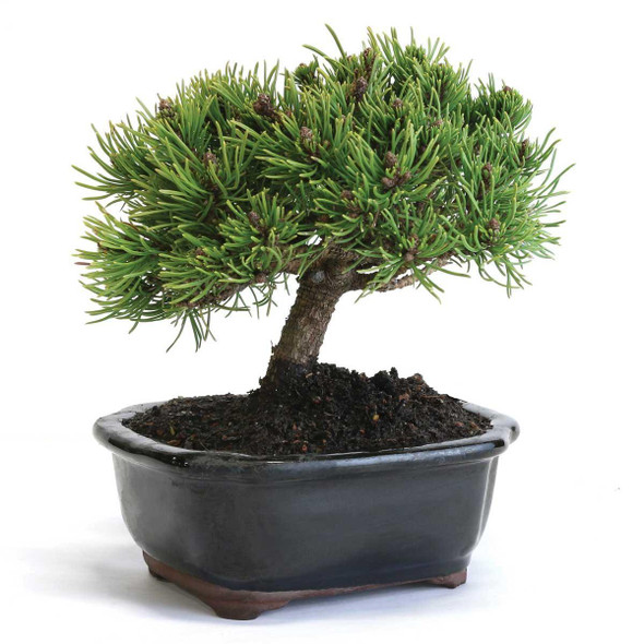 Miniature Mugo Pine Bonsai