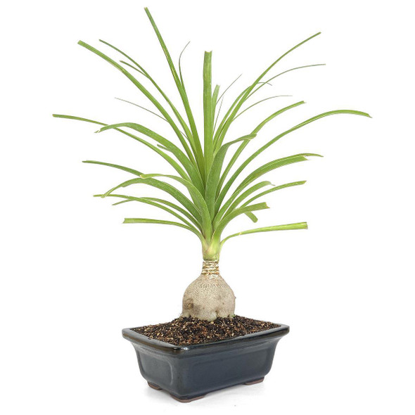 Ponytail Palm Bonsai