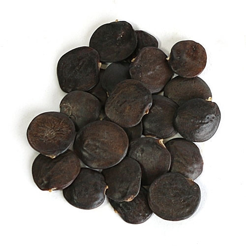 Japanese Wisteria Bonsai Seeds