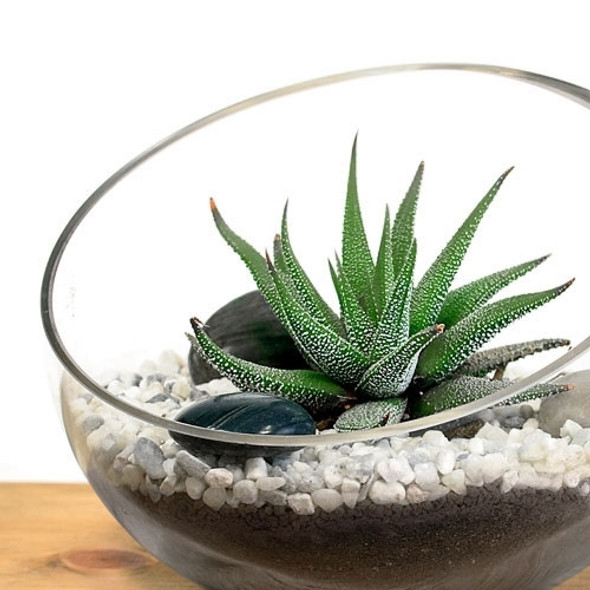 Small Bowl Zen Aloe Terrarium Kit