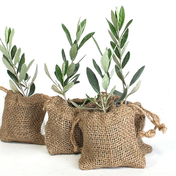 Olive Tree Plant Favor - Burlap Pouch