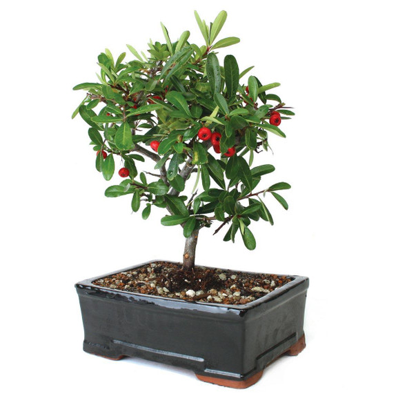 Pyracantha 'Firethorn' Bonsai