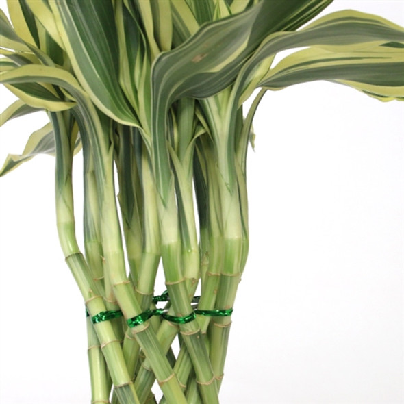 Modern Variegated Braided Tower Lucky Bamboo