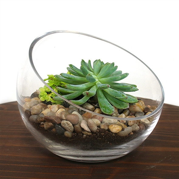 Small Bowl Succulent Terrarium Kit