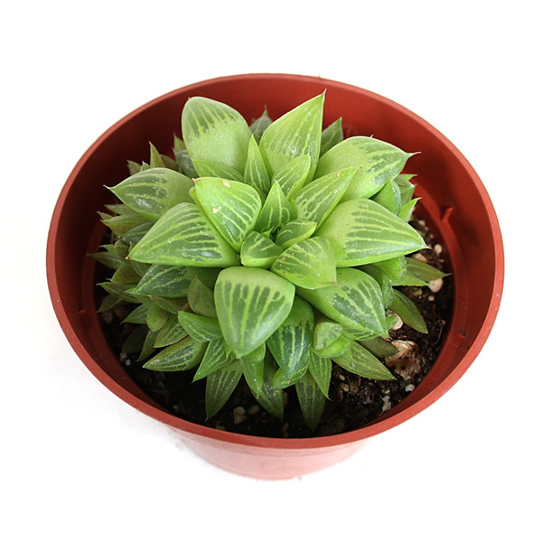 Haworthia turgida