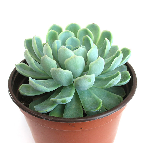 6" Large Succulents - Echeveria Elegans "Mexican Snowball"