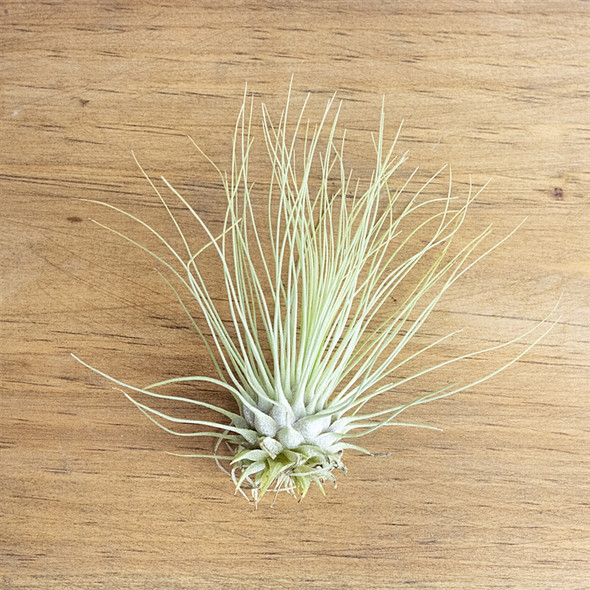 Air Plants Tillandsia Fuchsii v. gracillis