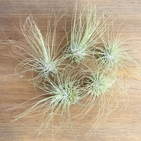 Tillandsia Fuchsii v. gracillis