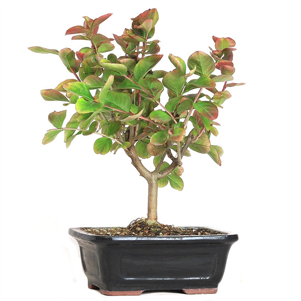 Crepe Myrtle Bonsai