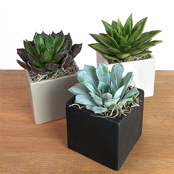 Medium Succulent Cube Arrangement