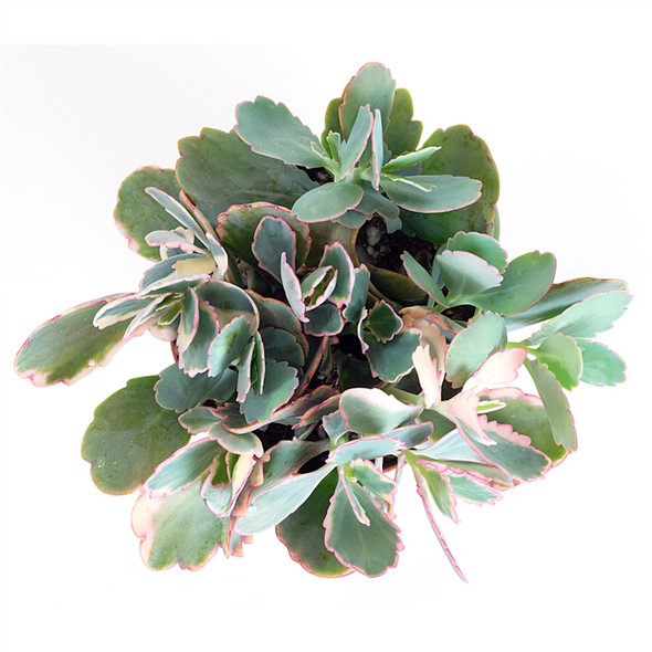 'Lavender Scallops' - Kalanchoe fedtschenkoi