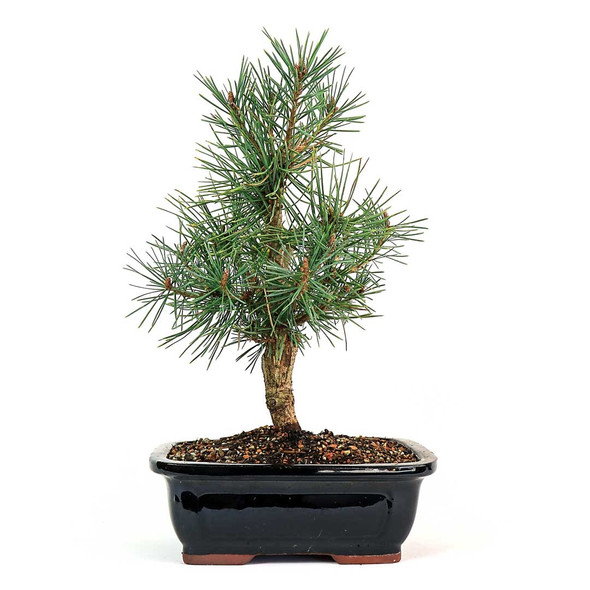 Scots Pine Bonsai