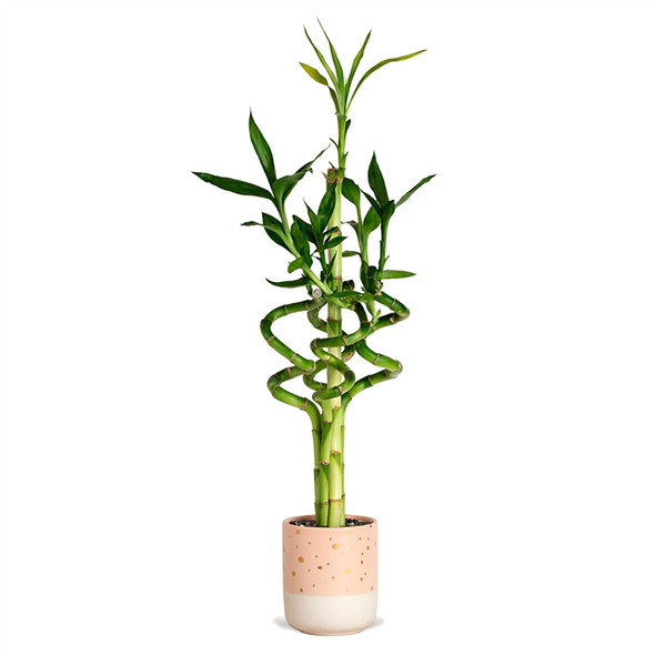 Lucky Bamboo Arrangement - Spiral Dot <!-- Lucky Bamboo -->