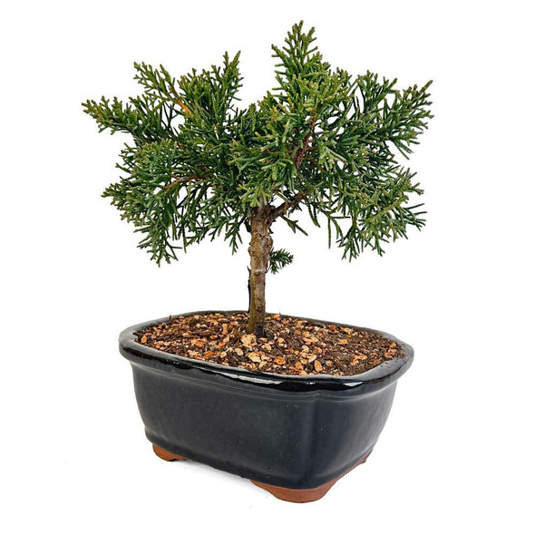 Miniature Shimpaku Juniper