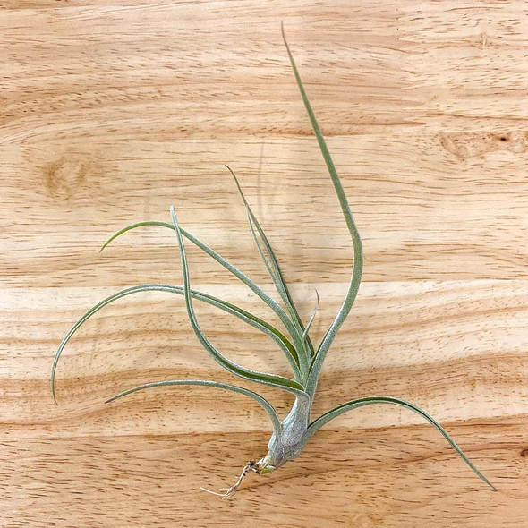 Air Plants Tillandsias