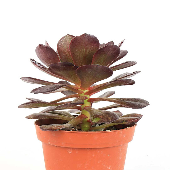 Aeonium 'Garnet'