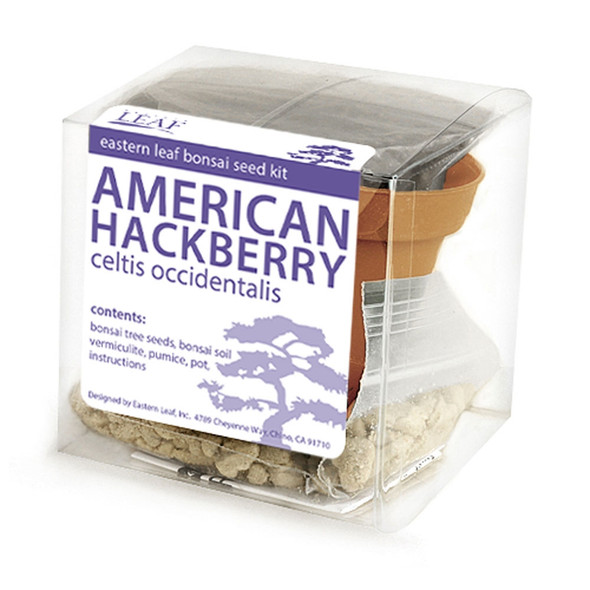 american hackberry bonsai
