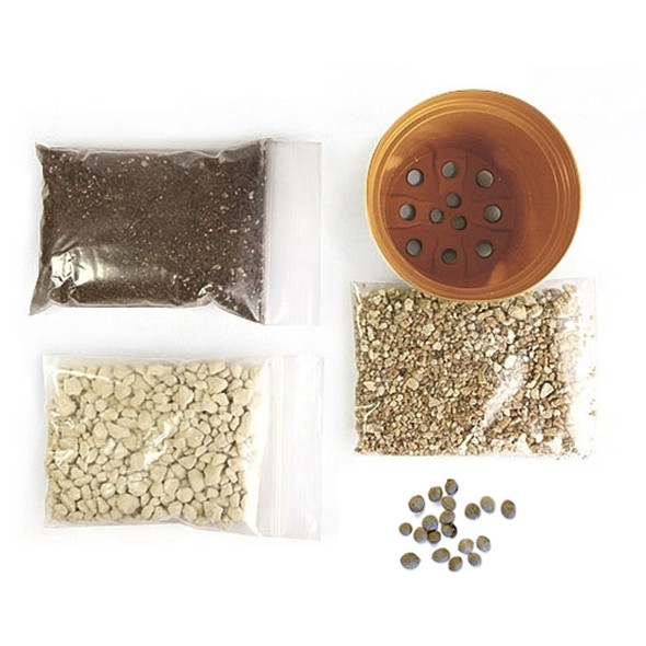 American Hackberry Bonsai Seed Kit