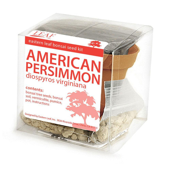 American Persimmon Bonsai Seed Kit