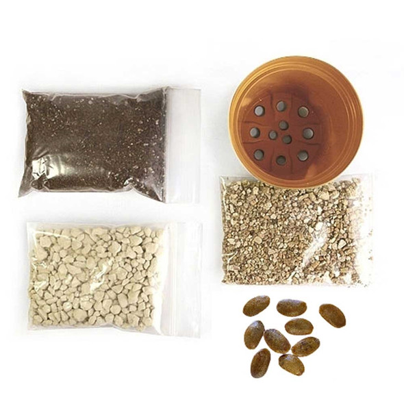 American Persimmon Bonsai Seed Kit