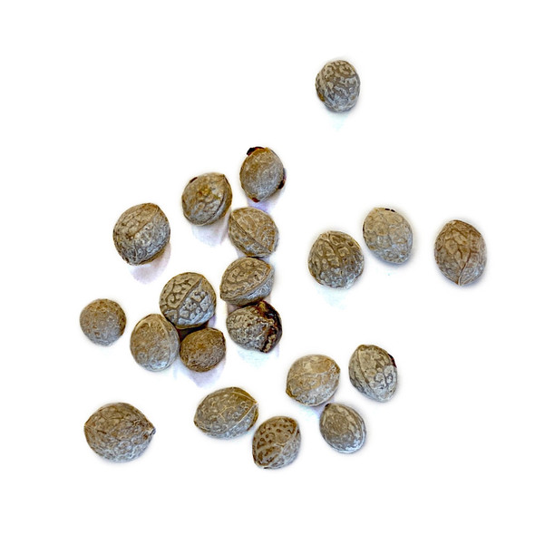 American Hackberry Bonsai Seeds