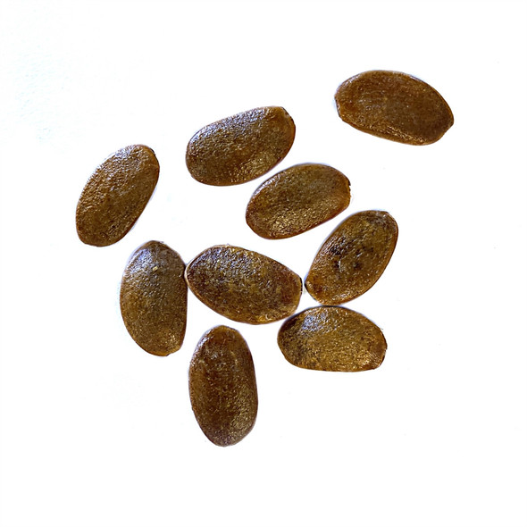 American Persimmon Bonsai Seeds