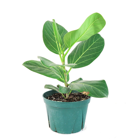 Ficus Audrey in Planter (Various Colors)