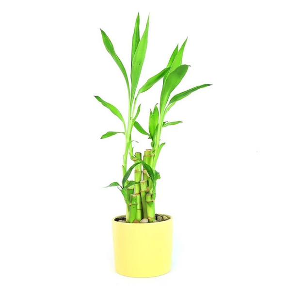 Lucky Bamboo Arrangement - Sweet Pastels - Glossy Yellow