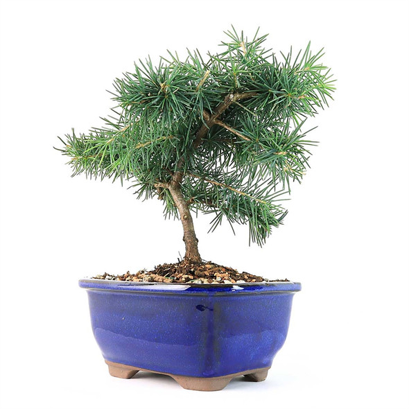 Cedar Bonsai