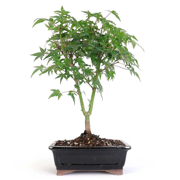 Japanese Green Maple Bonsai