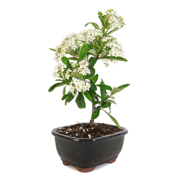 Miniature Pyracantha 'Firethorn' Bonsai