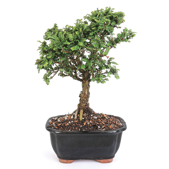 Hokkaido Dwarf Chinese Elm