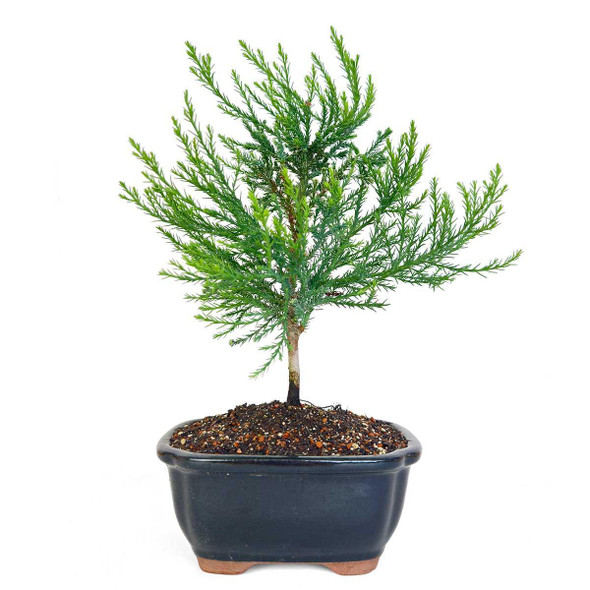 Miniature Giant Sequoia