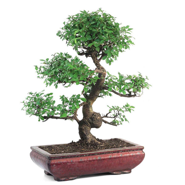 Grand Chinese Elm Bonsai