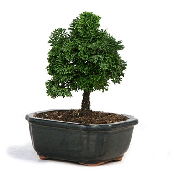 Hinoki Cypress Bonsai