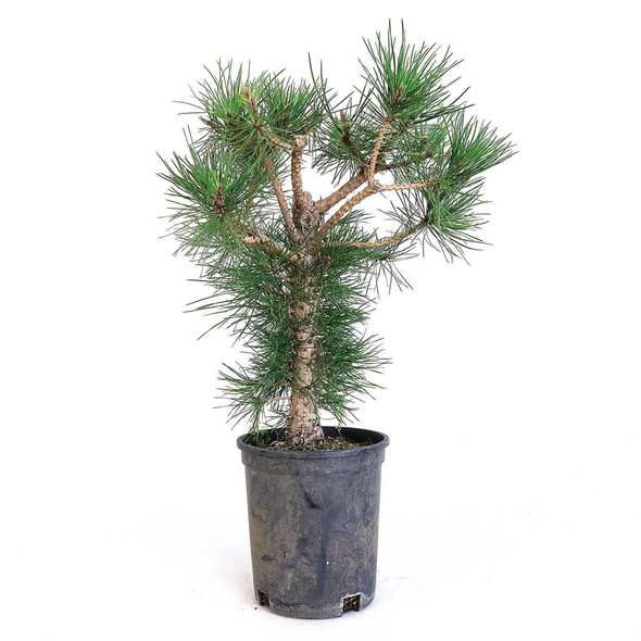 Pinus Nigra - Austrian Black Pine