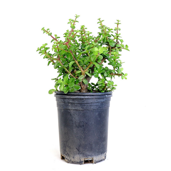 Portulacaria Afra 'Frank' - Cork Jade