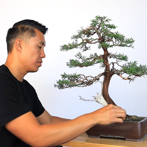 Private Bonsai Lessons with Jason Chan 2024