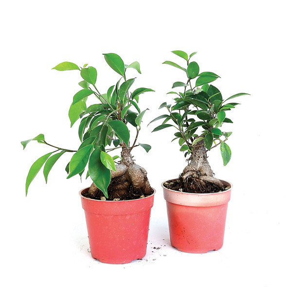 Ficus Microcarpa - Ginseng Ficus