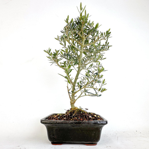 Wild Olive (Olea Oleaster) - 294893