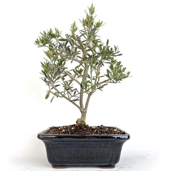 Wild Olive (Olea Oleaster) - 294801