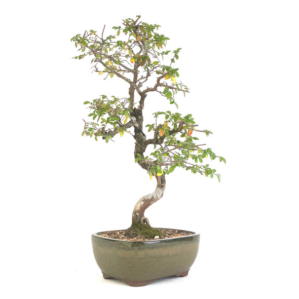 Chinese Elm (Ulmus parvifolia) - 294811